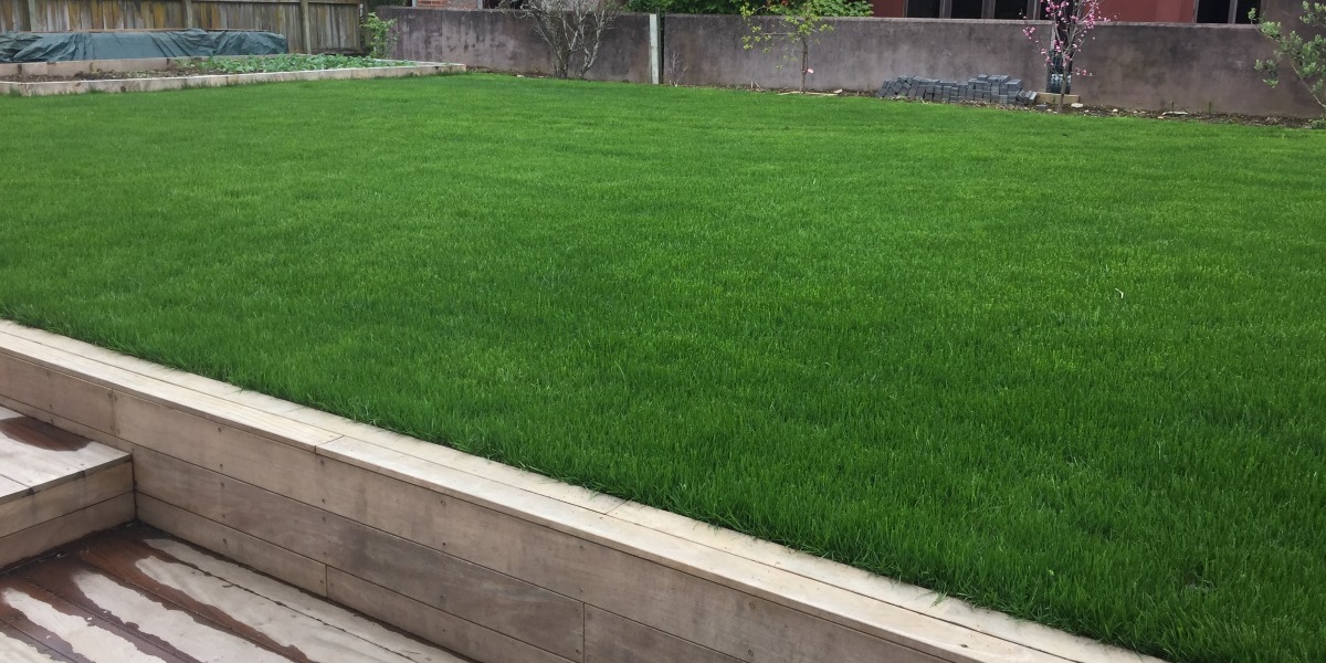 Premium Tall Fescue Grass lawn by Woolgro Central & South Auckland
